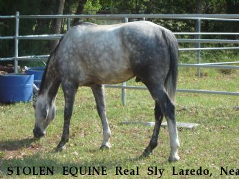 STOLEN EQUINE Real Sly Laredo, Near Queen Creek, AZ, 85142